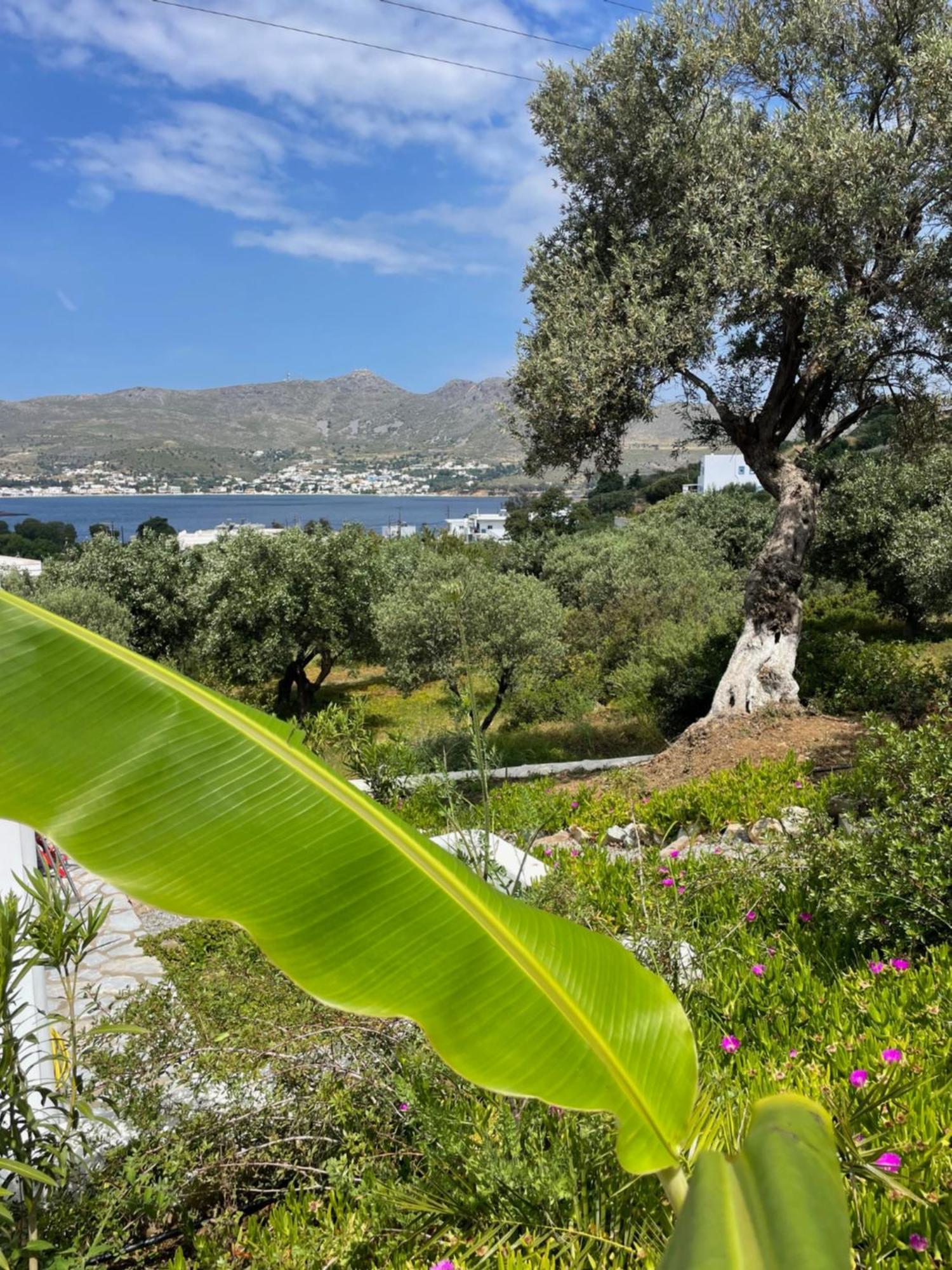The Velanidies - Οι Βελανιδιές Agia Marina Exterior foto